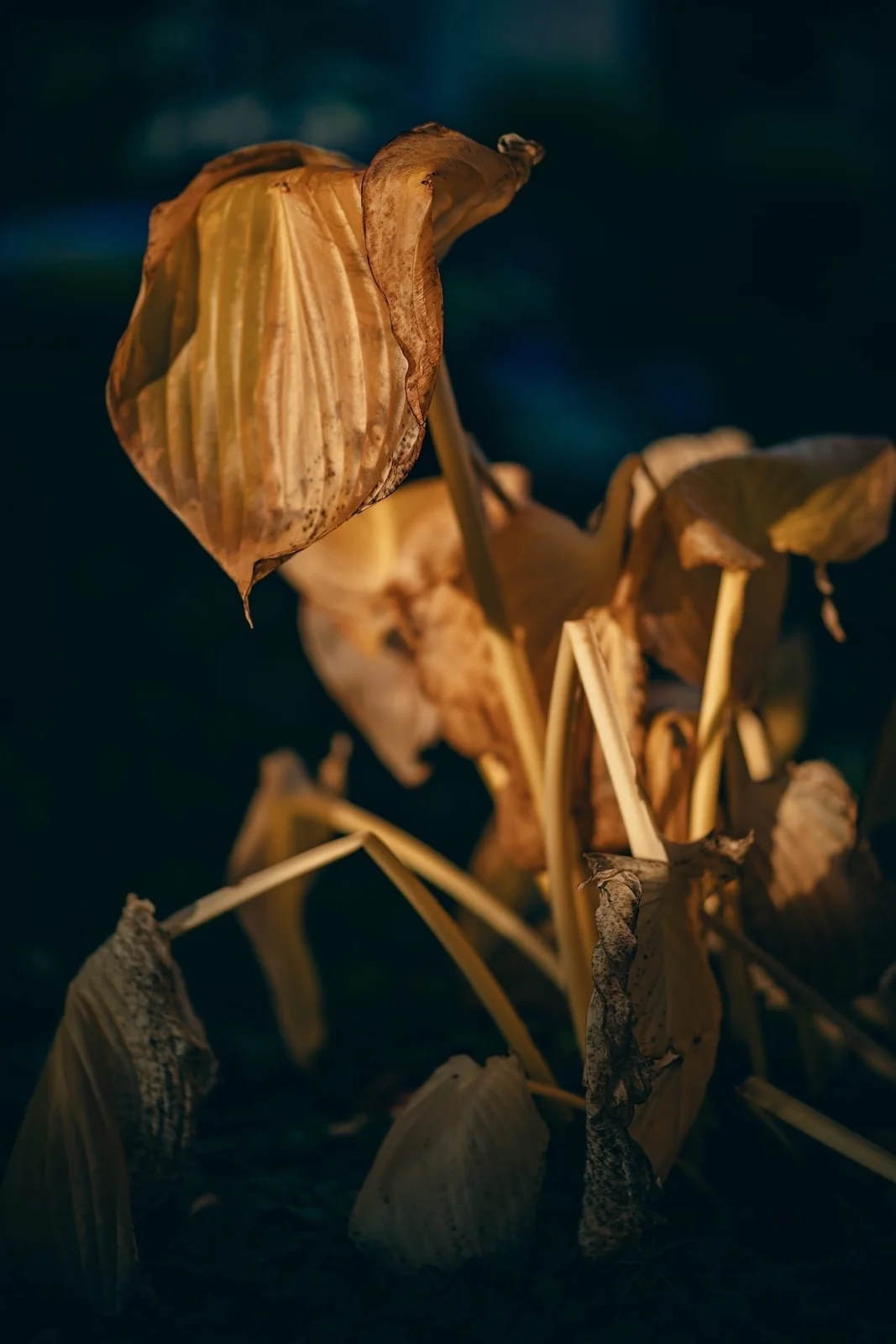 A dried flower and curled leaves lit against a dark background.