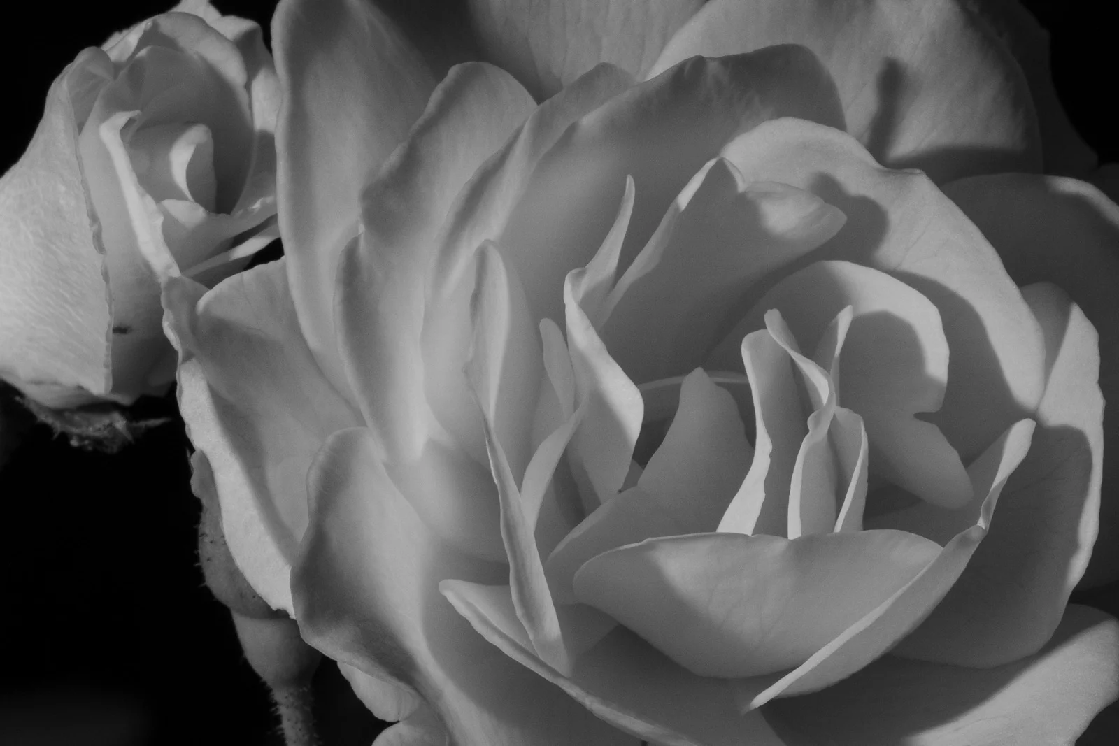 Flash on roses
